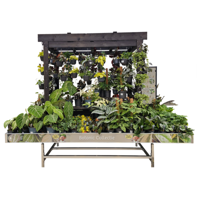 Plant collect Cactus colletion display