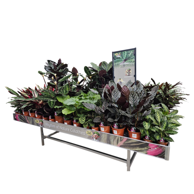 Plant collect Cactus colletion display
