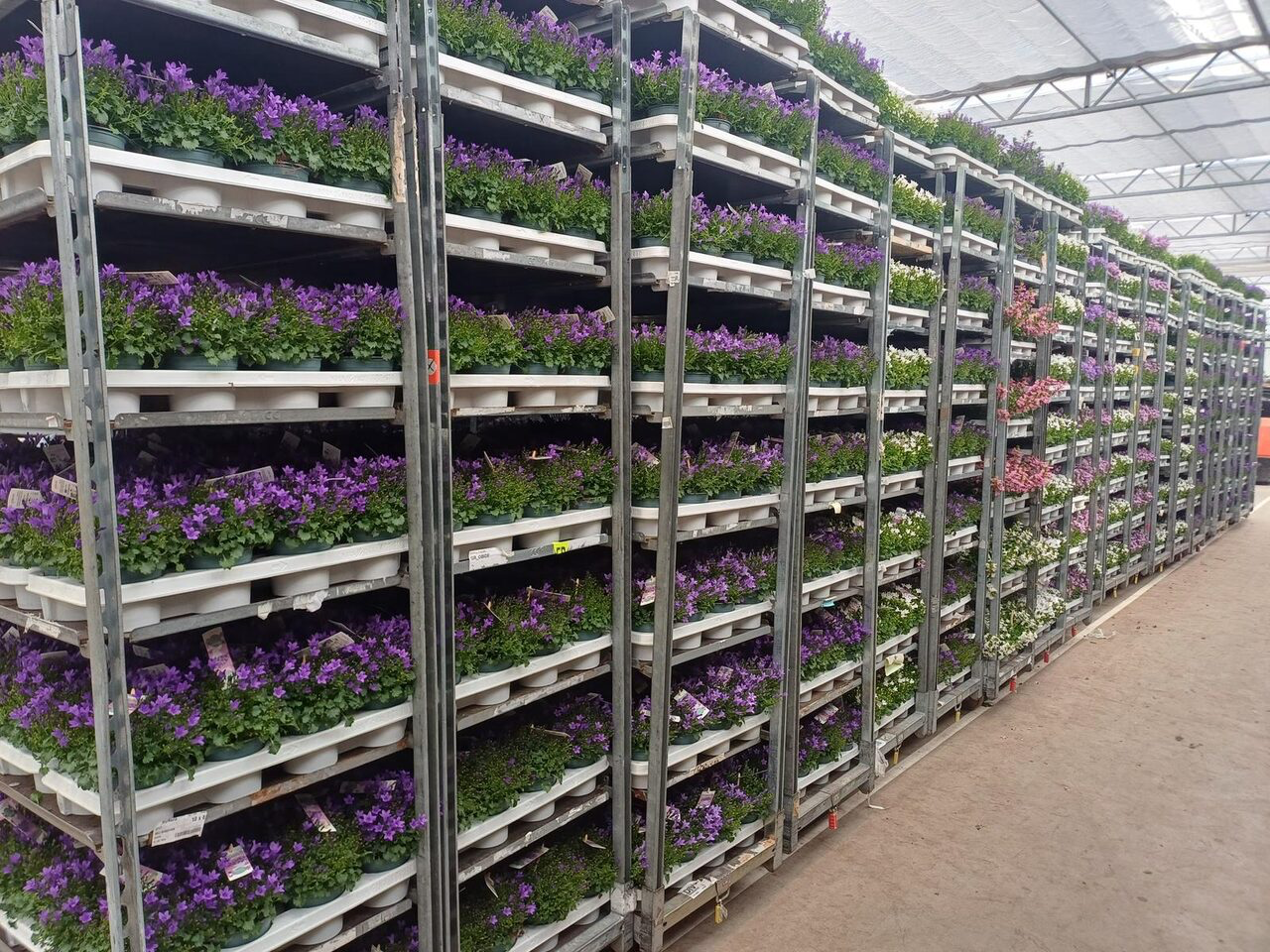 Transportkiste mit violetten Blumen – Plant Collect