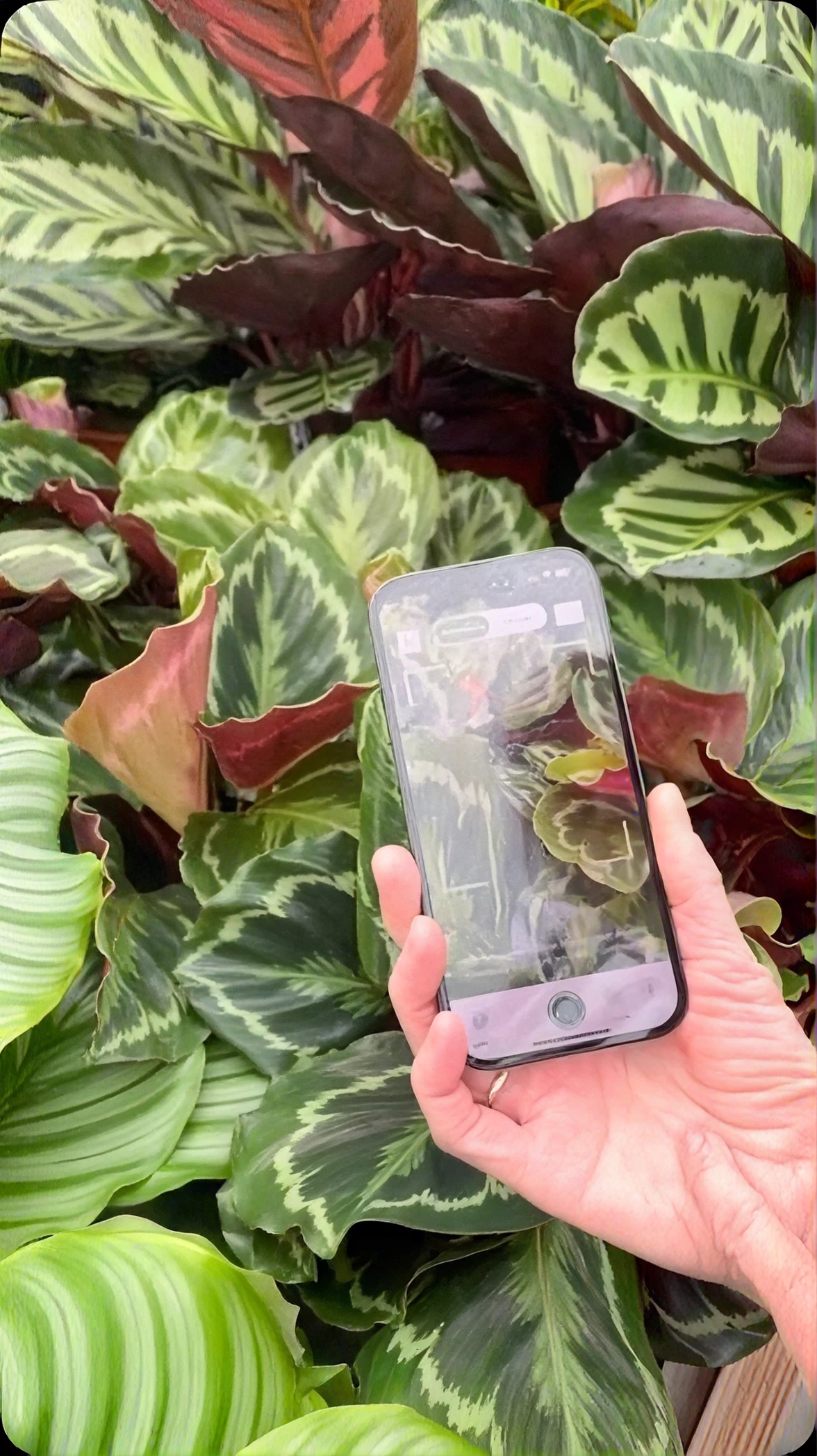 Transporthalle mit lila Blumen – Plant collect