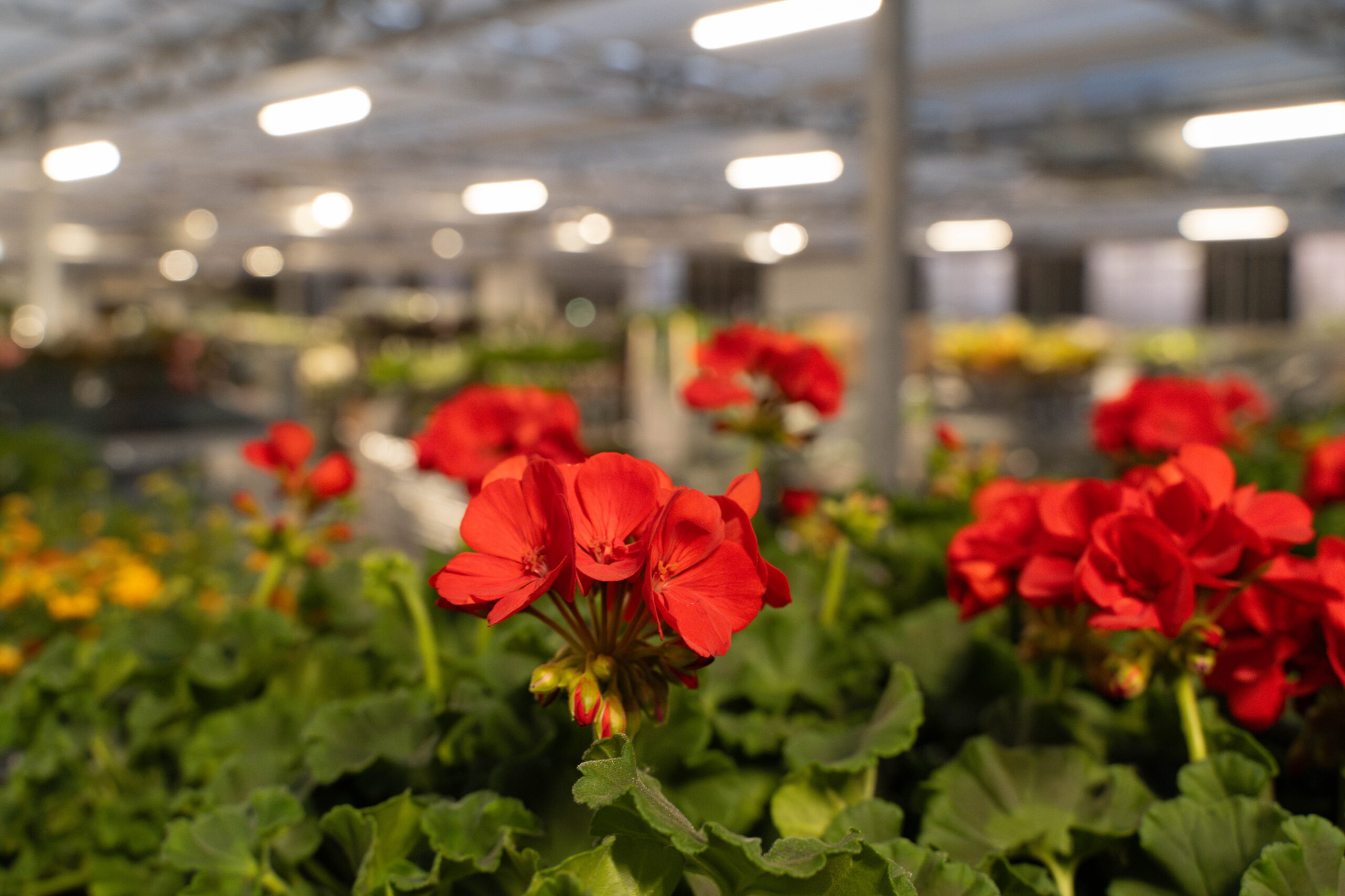 9f09666c91278705b4d7e5aabfe81c628817fead Transporthal met paarse bloemen - Plant collect