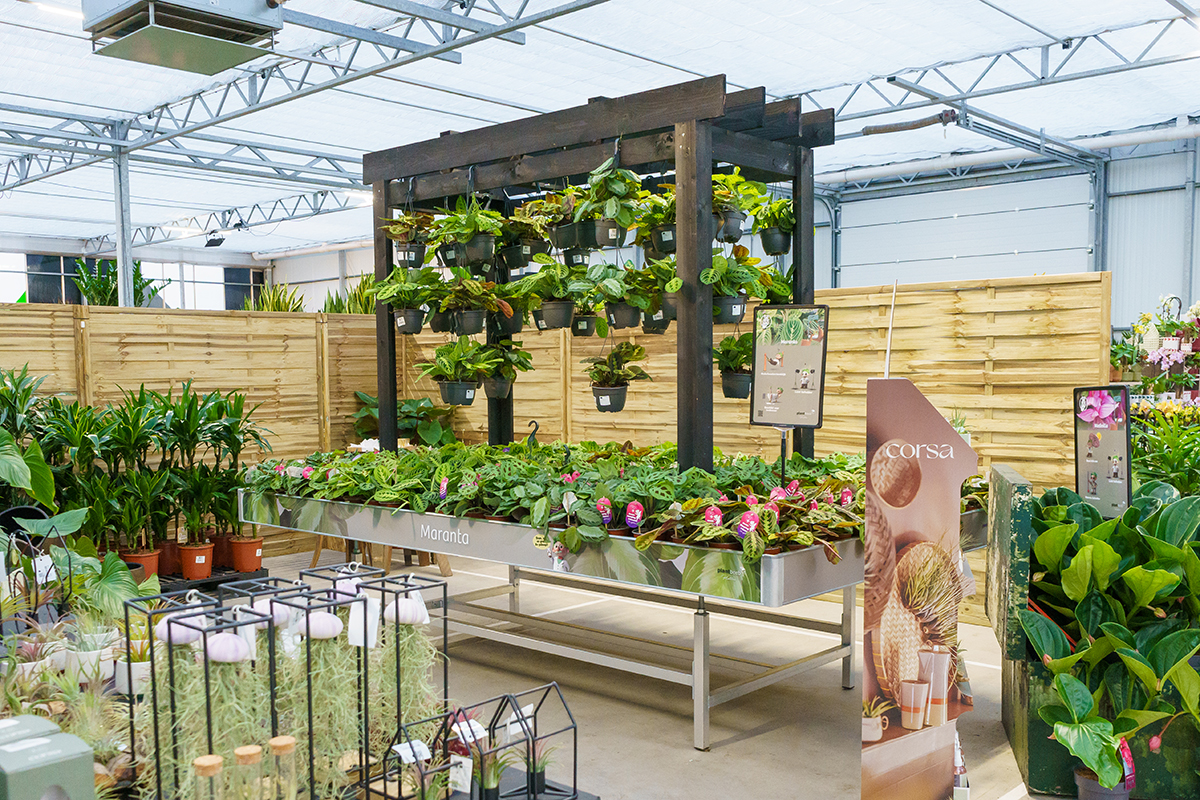 Transportkiste mit violetten Blumen – Plant Collect