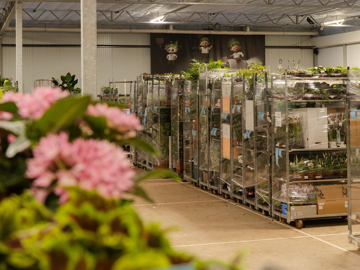 Roze bloeiende planten voor een rij karren klaar voor uitlevering