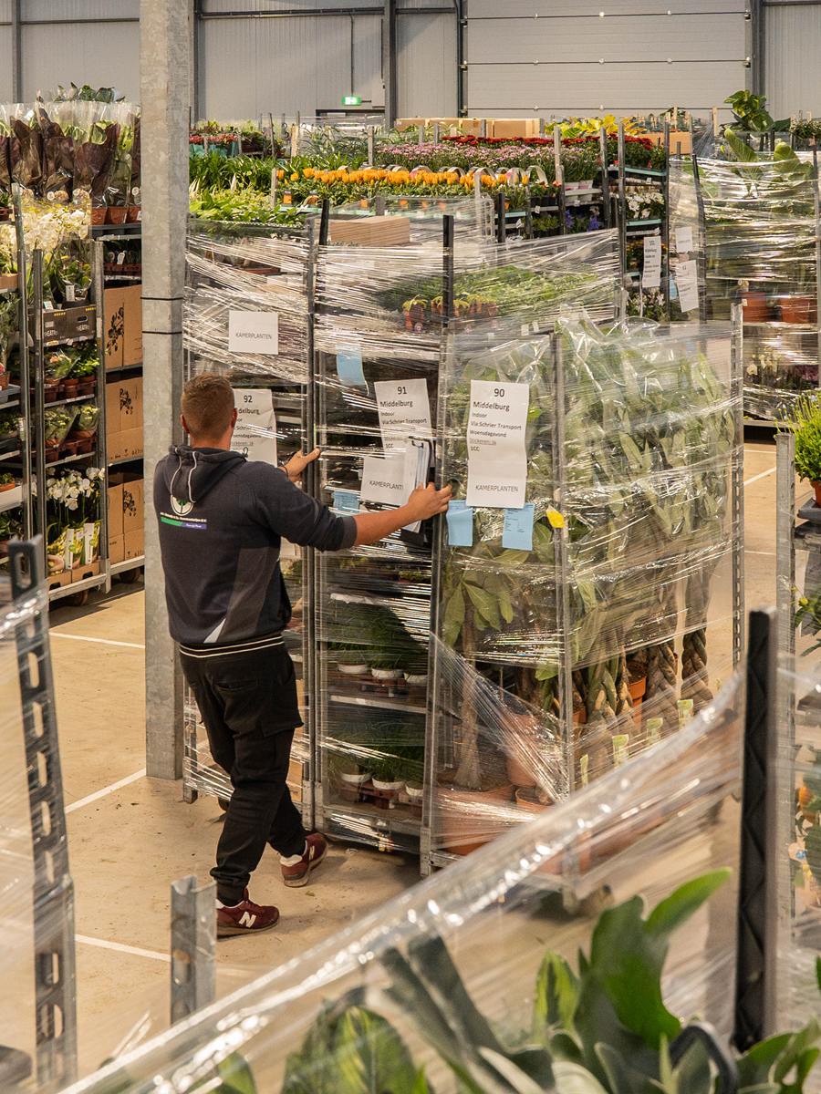 Medewerker van Plant Collect zet een stapelkar met kamerplanten klaar voor transport