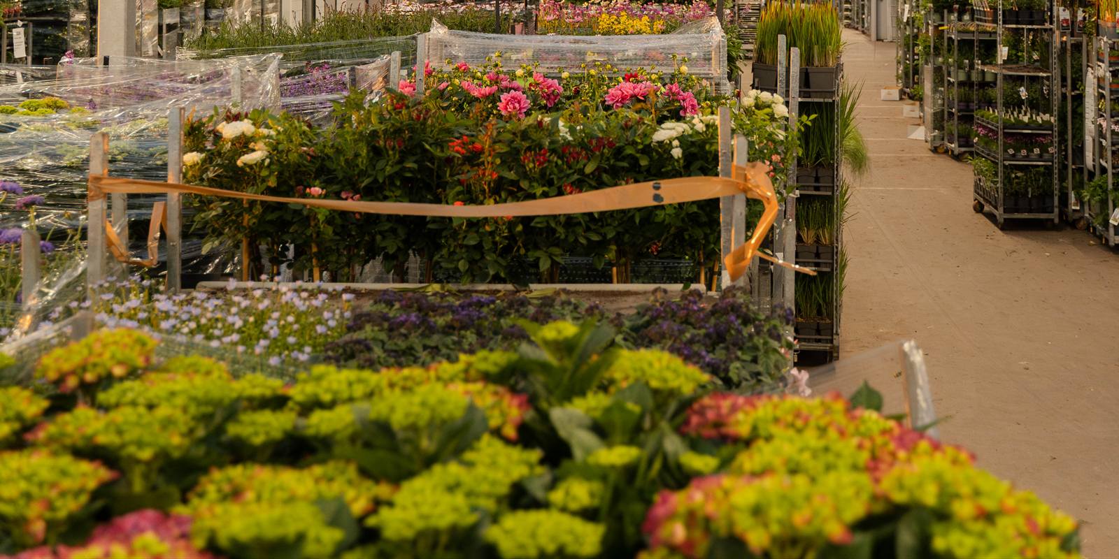 Presentatietafel vol bloeiend perkgoed op de beurs van Plant Collect
