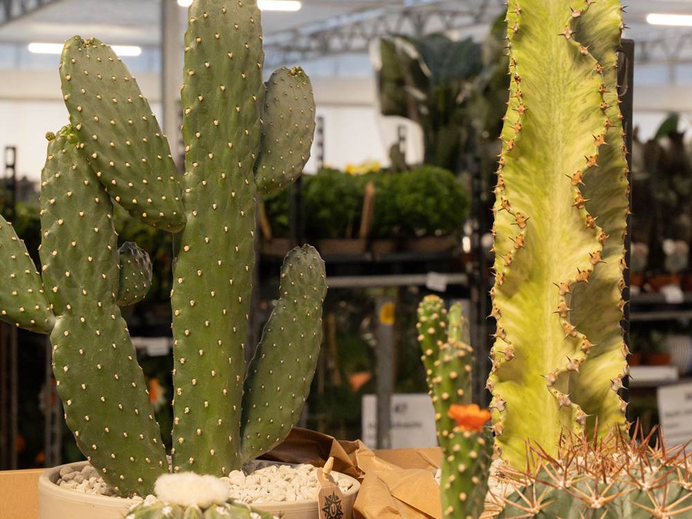 Concepttafel met cactussen en vetplanten in de hal van Plant Collect