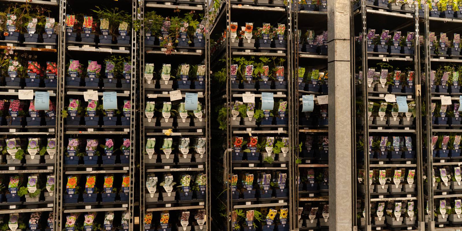 Rijen stapelkarren met potplanten klaar voor verzending