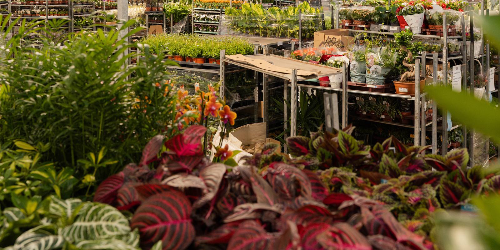 Presentatietafels met bladplanten en perkgoed in de showruimte