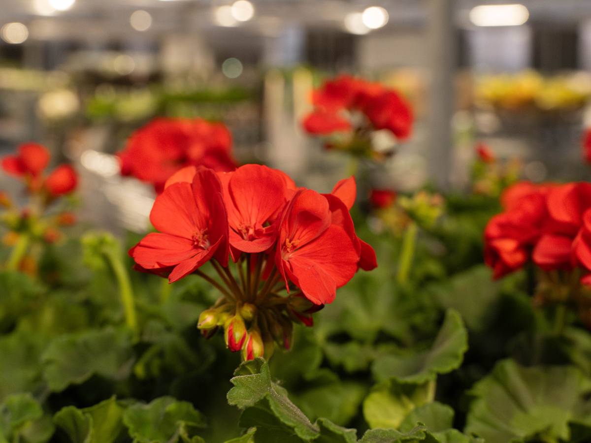 Bloeiende rode geraniums op een van de tafels in de hal van Plant Collect